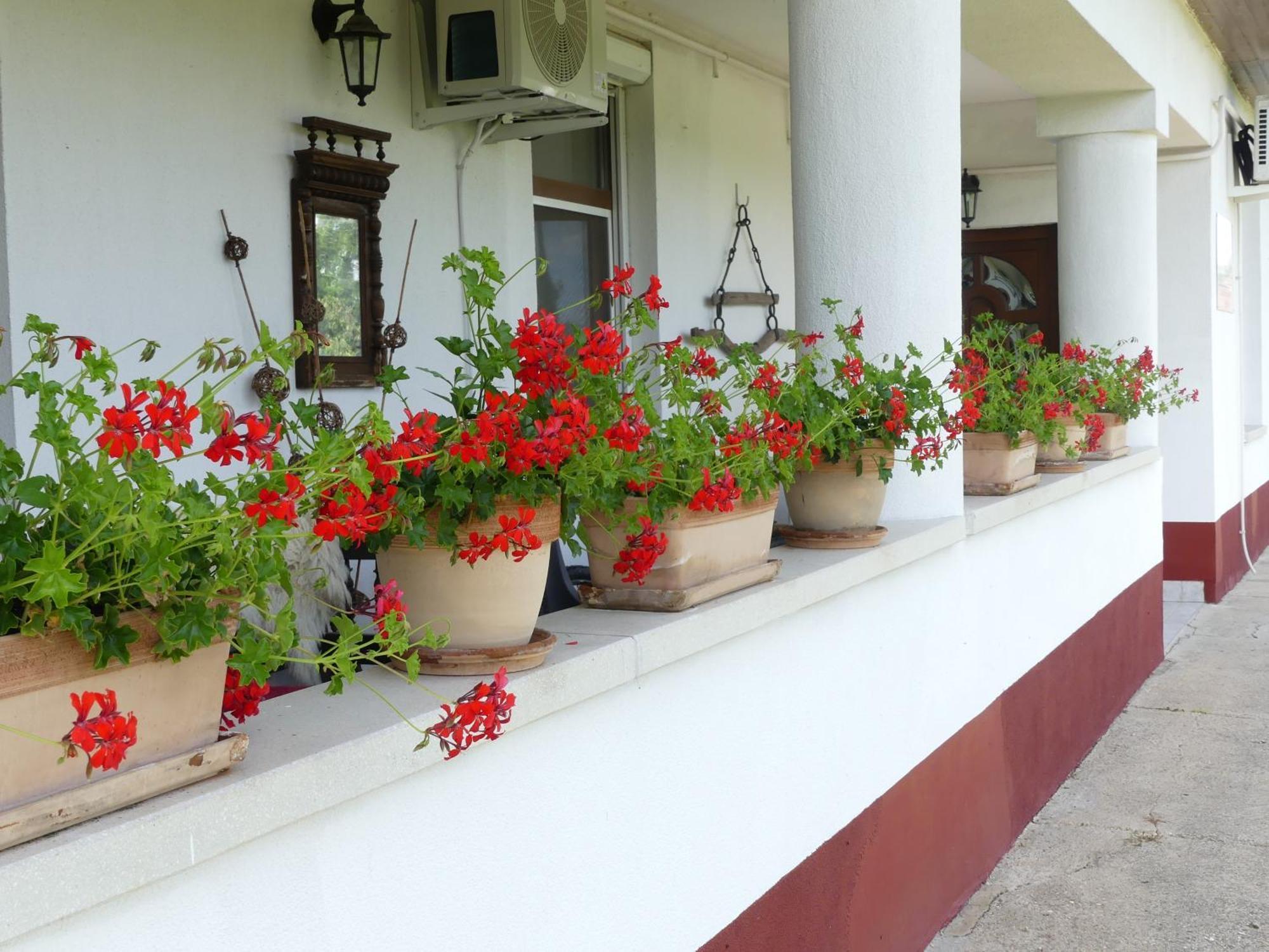 Tiszaszolos Tisza White House B&B 외부 사진